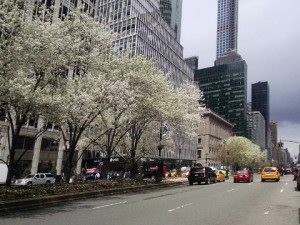 Park Avenue, NYC, in early spring